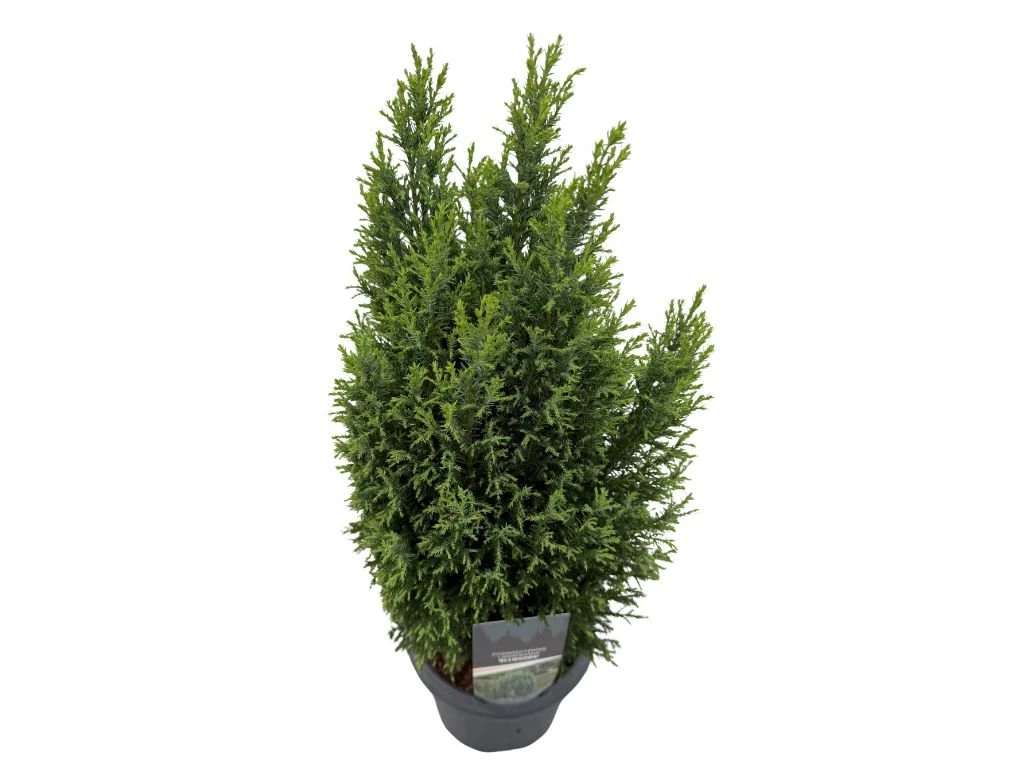 Cypřišek Lawsonův Ellwoodii, výška 40–50 cm, květináč 19 cm