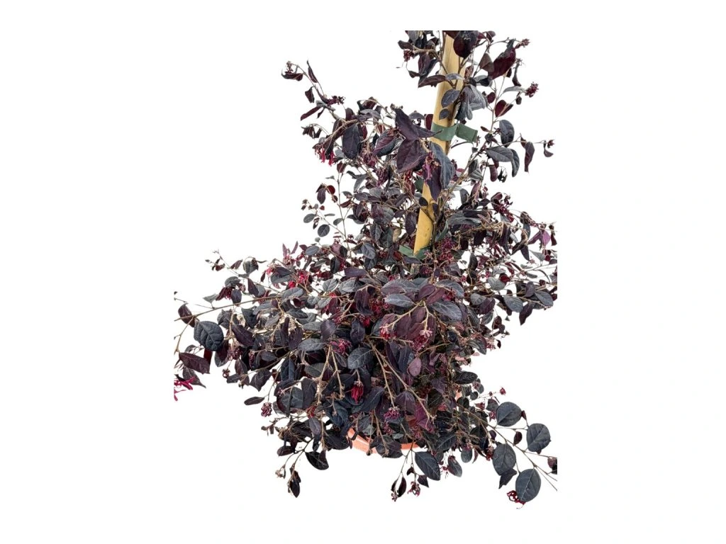 Loropetalum čínské Fire Dance, výška 60–80 cm, tvarovaný jehlan, květináč 10 l