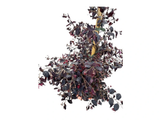 Loropetalum čínské Fire Dance, výška 60–80 cm, tvarovaný jehlan, květináč 10 l