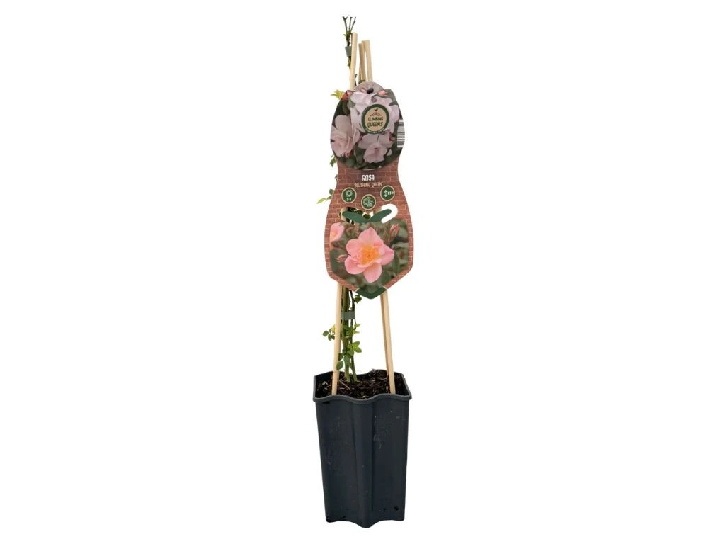 Růže popínavá Blueshing Queen, výška 50–60 cm, květináč 1,5 l