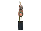 Růže popínavá Blueshing Queen, výška 50–60 cm, květináč 1,5 l