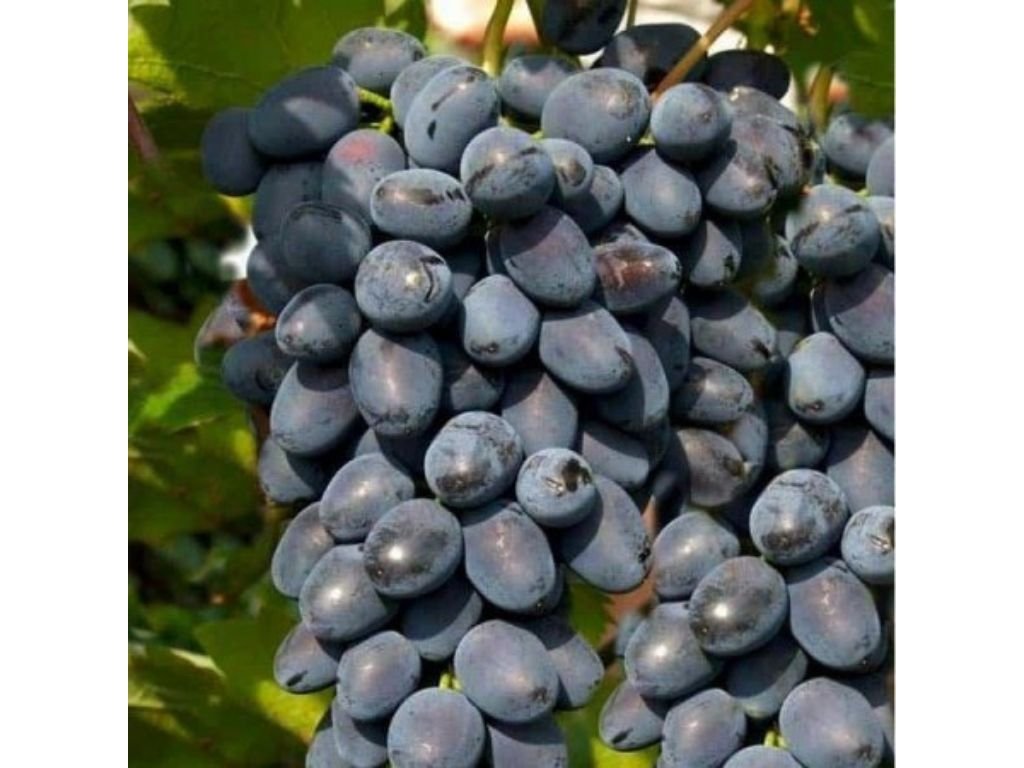 Réva vinná stolní Moldova, vyvázaná, výška 150–175 cm, květináč 5 l