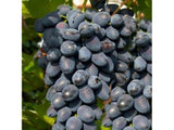 Réva vinná stolní Moldova, vyvázaná, výška 150–175 cm, květináč 5 l
