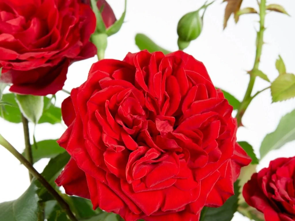 Růže popínavá Crazy in Love Red, výška 50–60 cm, květináč 15 cm