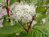 Svída bílá Sibirica, výška 30–40 cm, květináč 14 cm