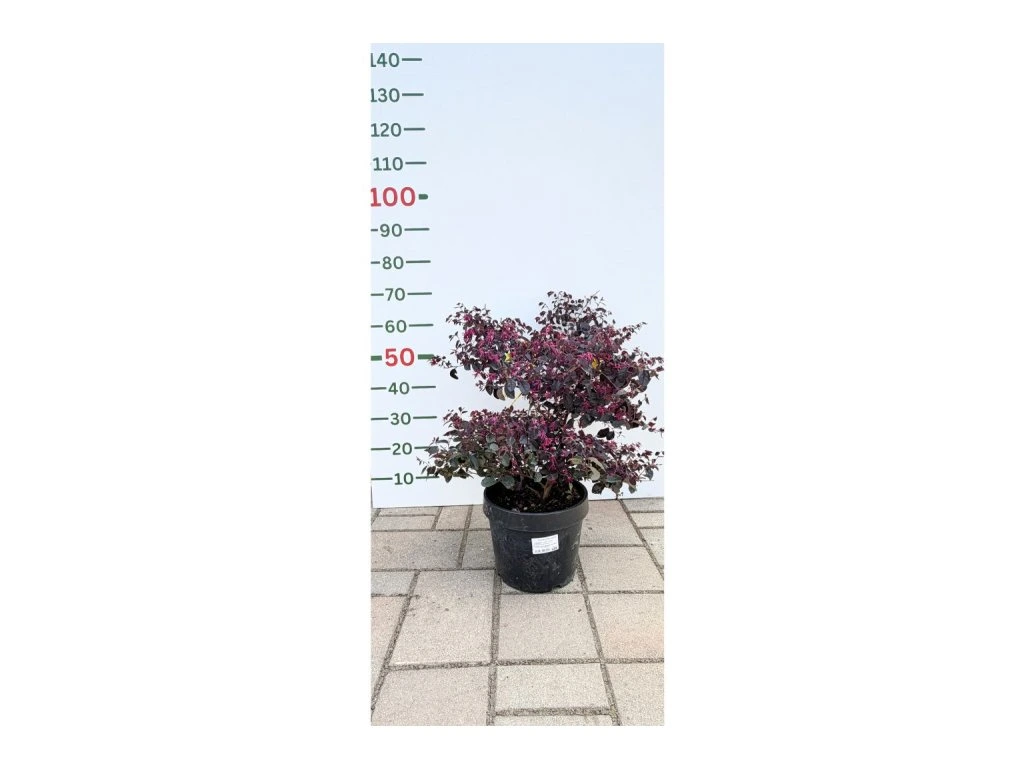 Loropetalum čínské Fire Dance, výška 30–50 cm, květináč 9 l