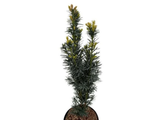 Tis japonský Harringtonův Fastigiata, výška 50–60 cm, květináč 19 cm