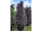 Loropetalum čínské Fire Dance, výška 60–80 cm, tvarovaný jehlan, květináč 10 l