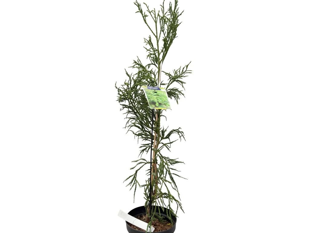 Kryptomerie japonská Rasen, výška 70–90 cm, květináč 23 cm
