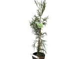 Kryptomerie japonská Rasen, výška 70–90 cm, květináč 23 cm