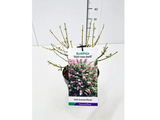 Komule Davidova Duo růžovobílá, výška 20–40 cm, květináč 17 cm