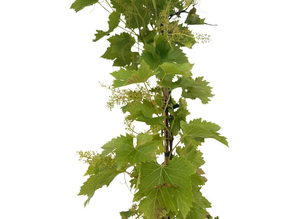 Réva vinná stolní Crimson, vyvázaná, výška 150–175 cm, květináč 5 l