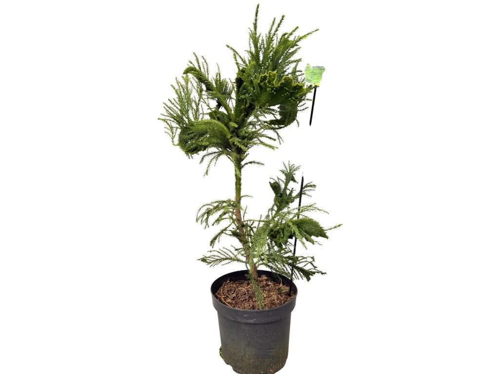 Kryptomerie japonská Cristata, výška 50–60 cm, květináč 23 cm