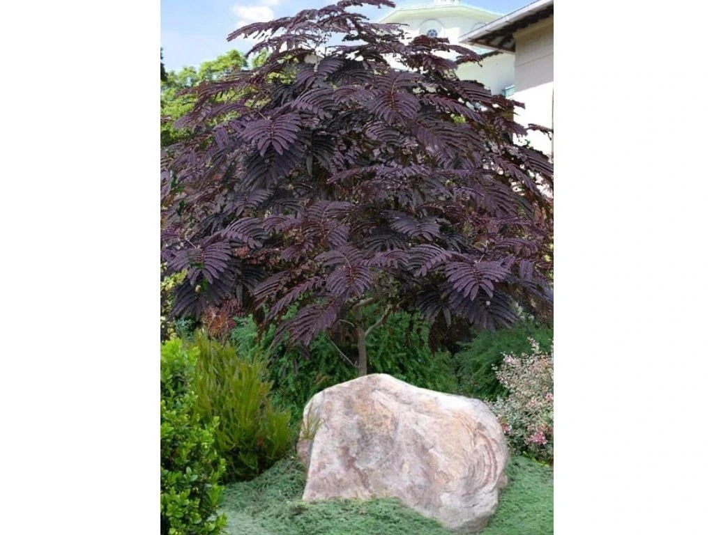 Albízie voňavá Summer Chocolate na kmínku 170–190 cm, výška 200–230 cm, květináč 20 l