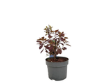 Ruj vlasatá Royal Purple, výška 20–40 cm, květináč 17 cm