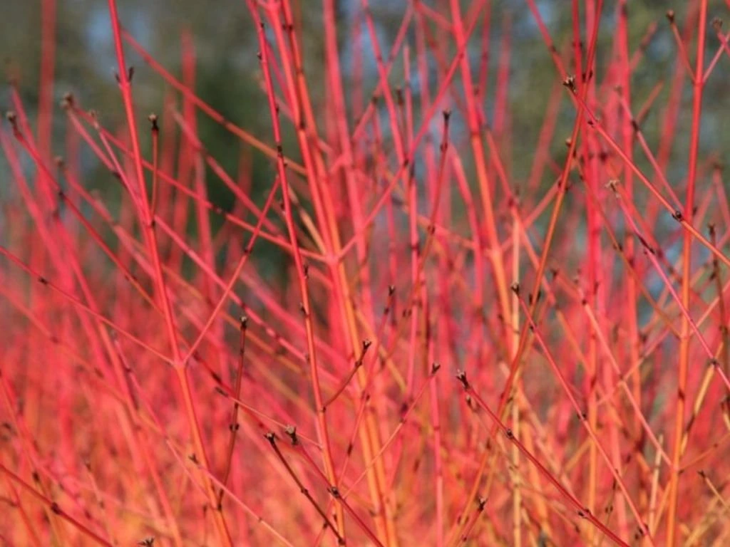 Svída krvavá Midwinter Fire, výška 30–40 cm, květináč 14 cm