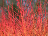 Svída krvavá Midwinter Fire, výška 30–40 cm, květináč 14 cm