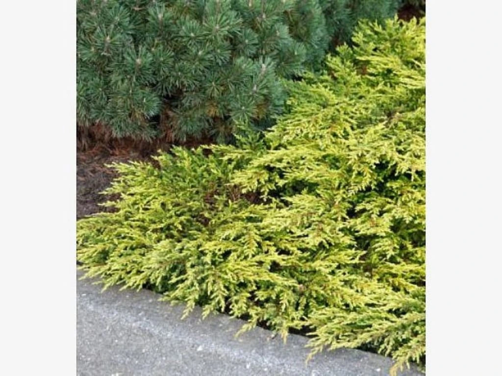 Jalovec obecný Goldschatz, květináč 2 l