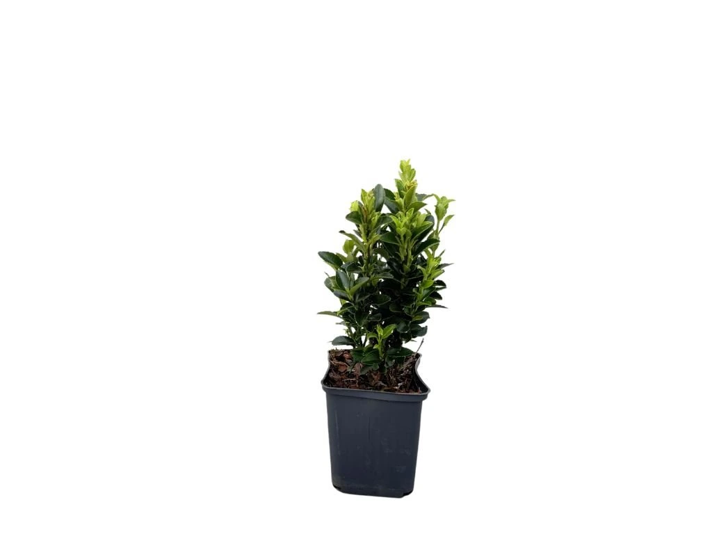 Brslen japonský Green Spire, výška 10–20 cm, květináč 9 cm