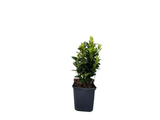 Brslen japonský Green Spire, výška 10–20 cm, květináč 9 cm