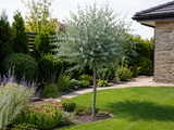 Eukalyptus gunnii Azura na 170–180 cm kmínku, výška 230–270 cm, květináč 9 l, vysokokmen