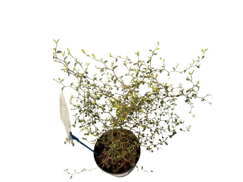 Sofora Little Baby, výška 30–40 cm, květináč 17 cm