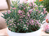Andromédka sivolistá Blue Lagoon, výška 20 cm, květináč 17 cm