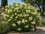 Oleandr Marie Gambetta, výška 80–100 cm, kvetináč 18 l