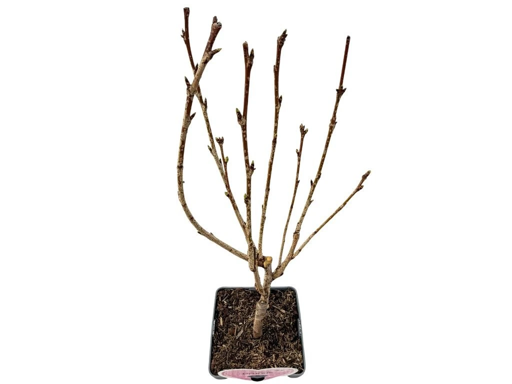 Okrasná třešeň Amanogawa, výška 50–80 cm, květináč 23 cm