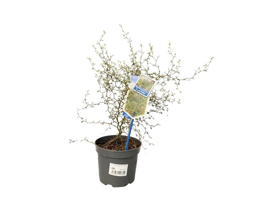 Sofora Little Baby, výška 30–40 cm, květináč 17 cm