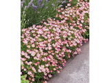 Minirůže Cutie Pie, výška 20–30 cm, květináč 17 cm