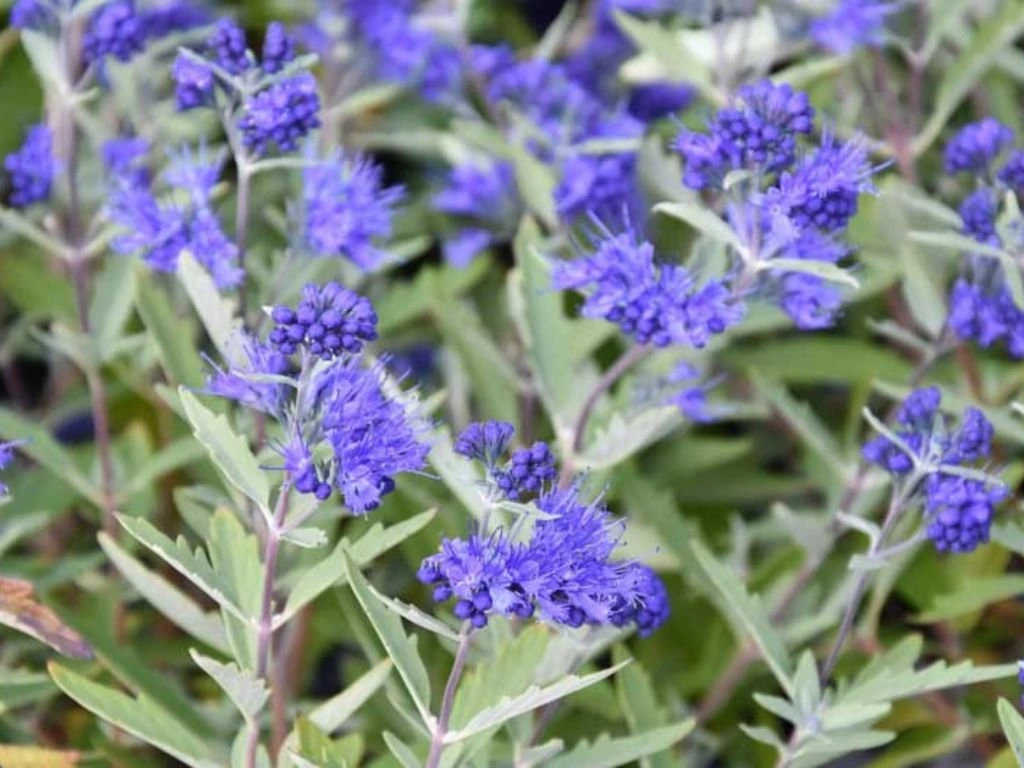 Ořechoplodec klandonský Kew Blue, výška 20–30 cm, květináč 15 cm