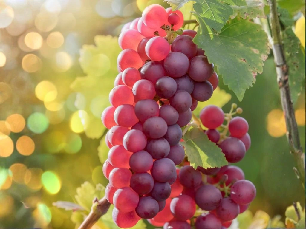 Réva vinná stolní Suffolk Red, vyvázaná, výška 150–175 cm, květináč 5 l