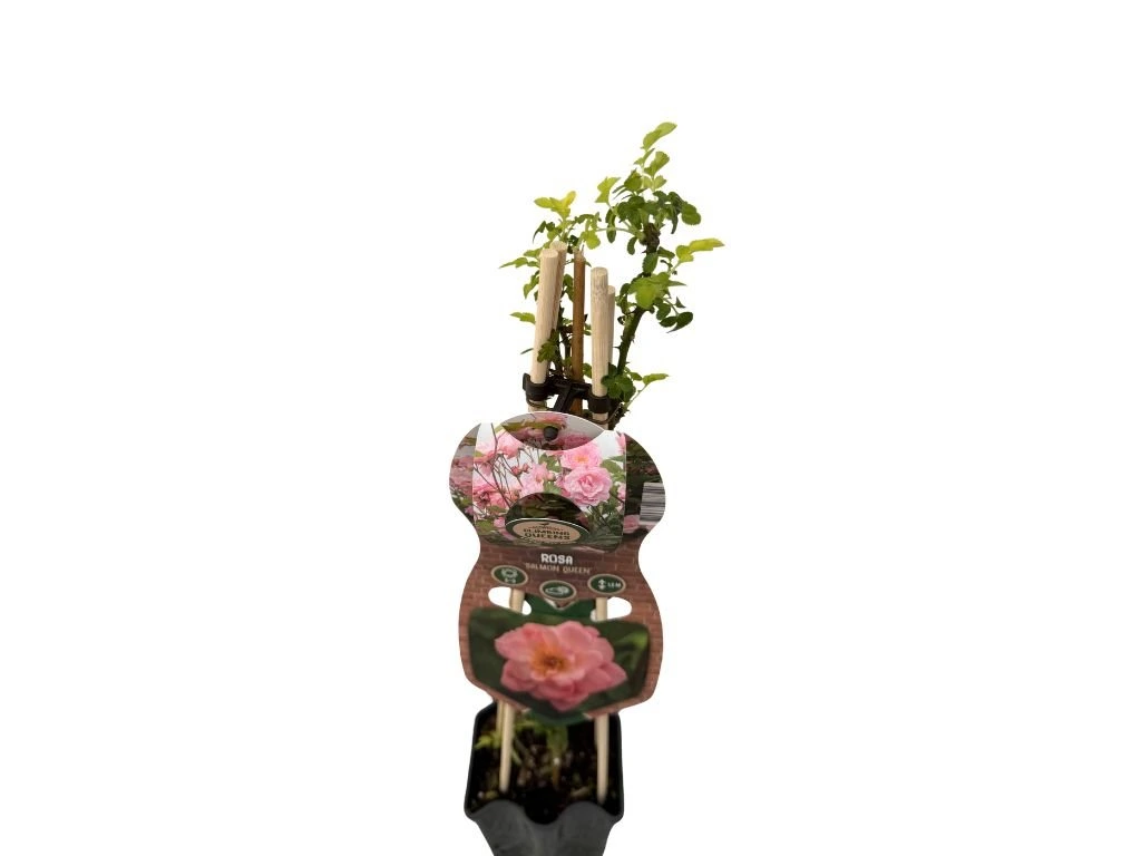 Růže popínavá Salmon Queen, výška 50–60 cm, květináč 1,5 l