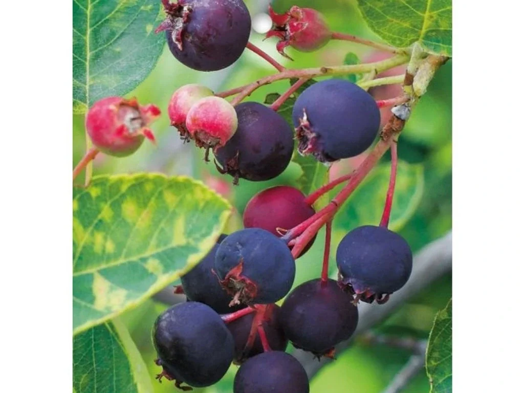 Muchovník olšolistý Honeywood, výška 30–40 cm, květináč 2 l