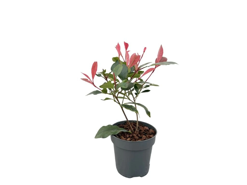 Blýskavka Little Fenna, výška 15–25 cm, květináč 9,5 cm