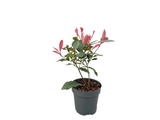 Blýskavka Little Fenna, výška 15–25 cm, květináč 9,5 cm