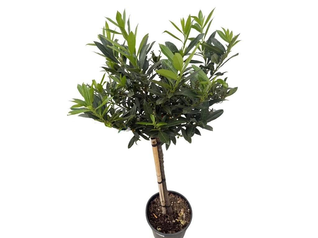 Vavřínovec lékařský Otto Luyken na 70–80 cm kmínku, výška 110–130 cm, květináč 18 l