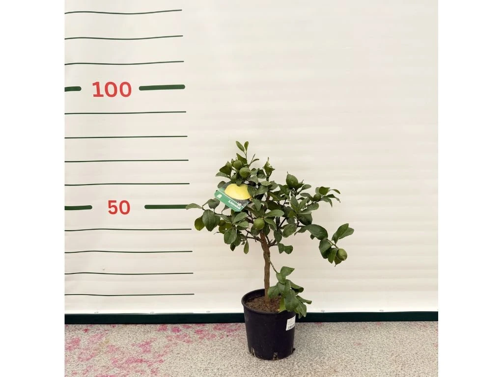 Citroník na kmínku 20–25 cm, výška 60–80 cm, květináč 5 l