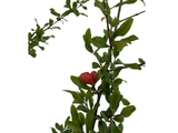 Granátovník punský Mollar de Elche na 90–100 cm kmínku, výška 170–200 cm, květináč 6 l