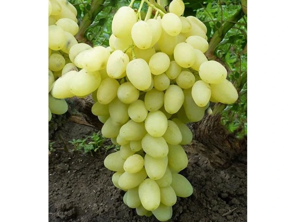 Réva vinná stolní Arkadia, vyvázaná, výška 150–175 cm, květináč 5 l