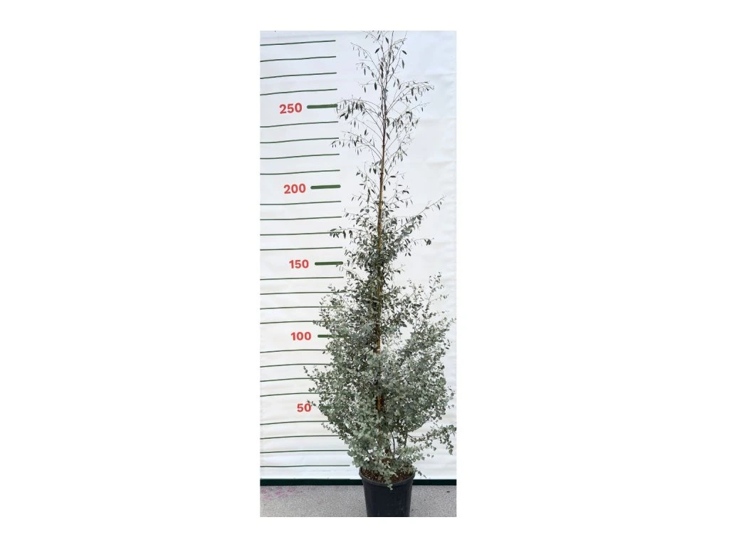 Eukalyptus Gunnii, výška 150–200 cm, květináč 18 l