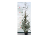 Eukalyptus Gunnii, výška 150–200 cm, květináč 18 l