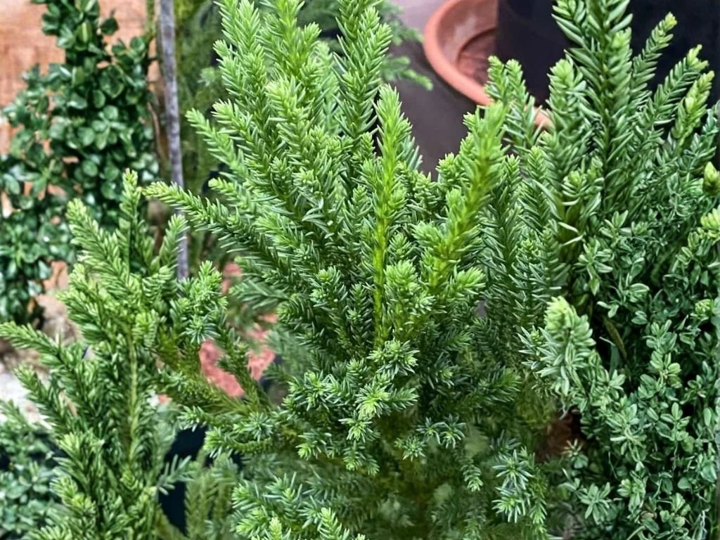 Kryptomerie japonská Jindai, výška 60–80 cm, květináč 23 cm