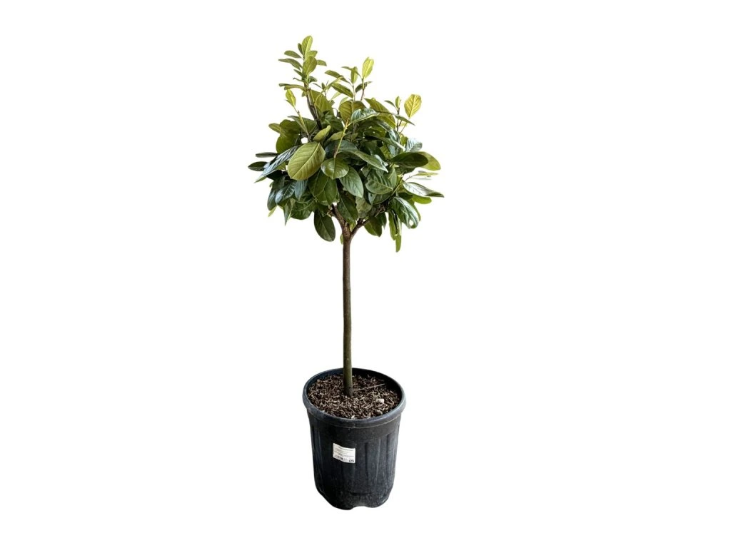 Vavřínovec lékařský Novita na 50 cm kmínku, výška 90–110 cm, květináč 12 l