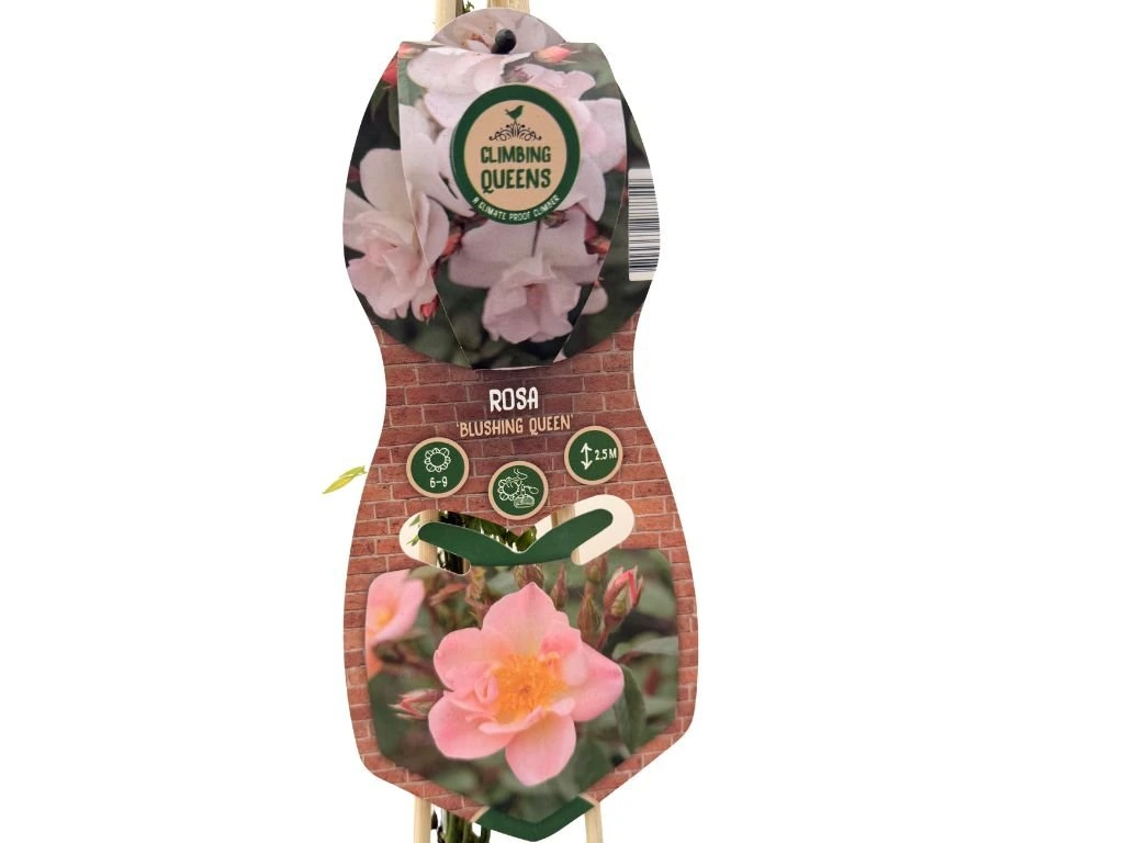 Růže popínavá Blueshing Queen, výška 50–60 cm, květináč 1,5 l