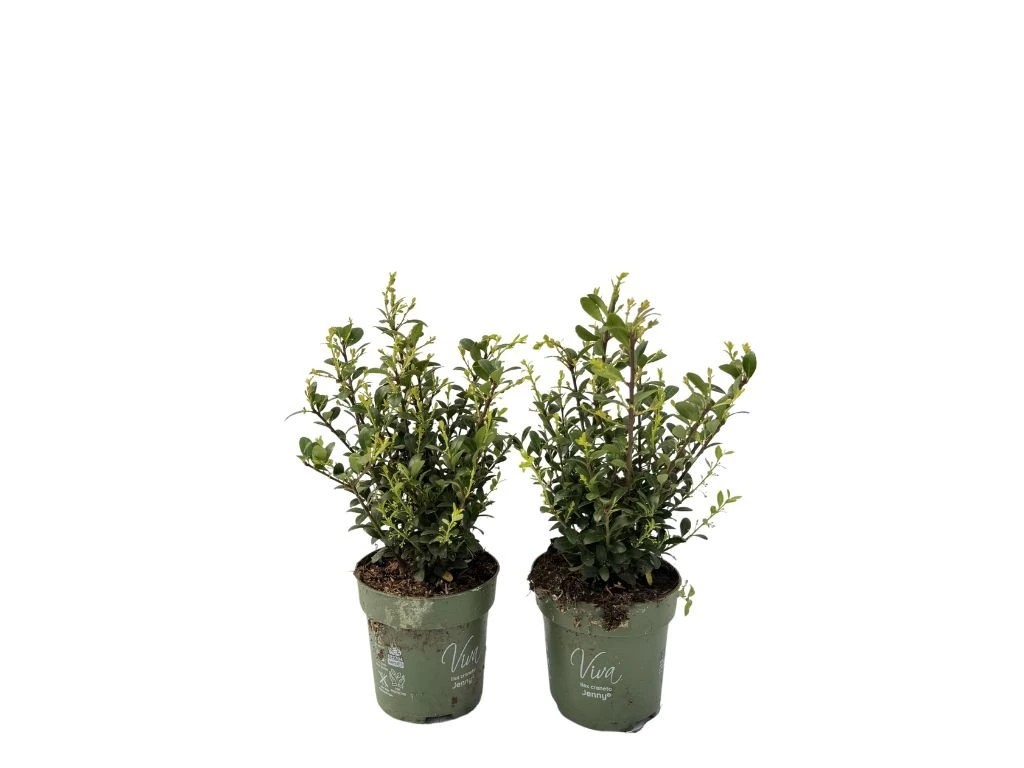 Cesmína vroubkovaná Jenny, výška 20–30 cm, květináč 10 cm