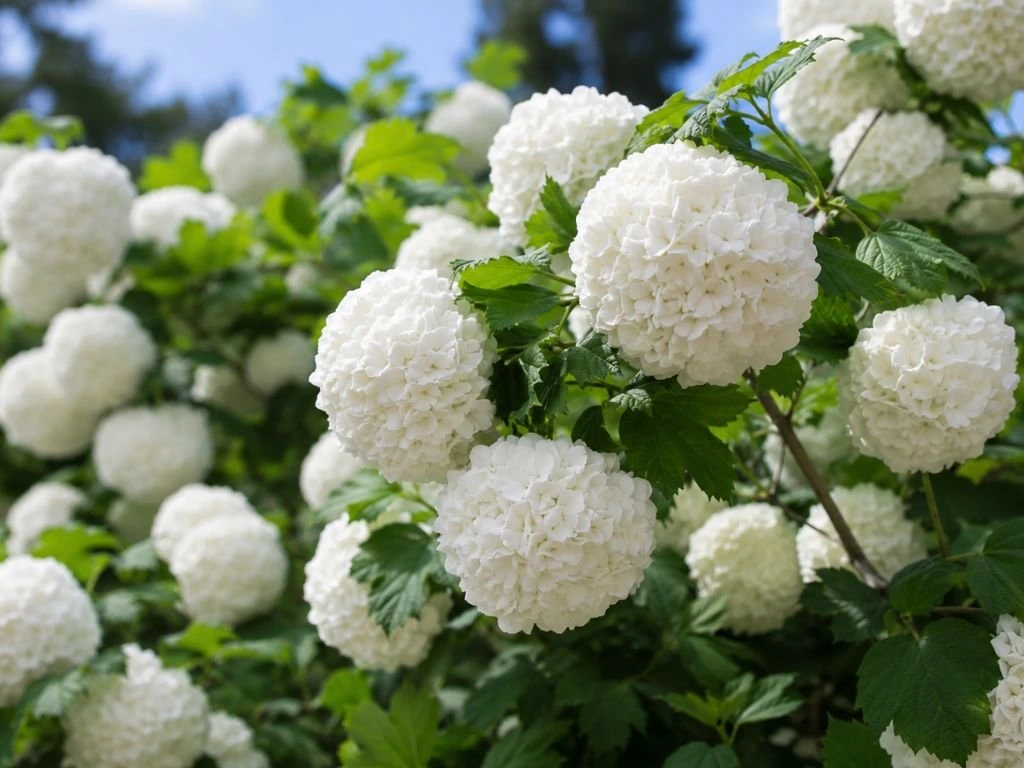 Kalina japonská Grandiflorum, výška 20–40 cm, květináč 2 l