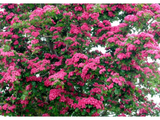Hloh prostřední Pauls Scarlet, výška 50–80 cm, květináč 23 cm
