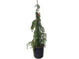 Cedr himálajský Feeling Blue, výška 100–130 cm, květináč 25 l